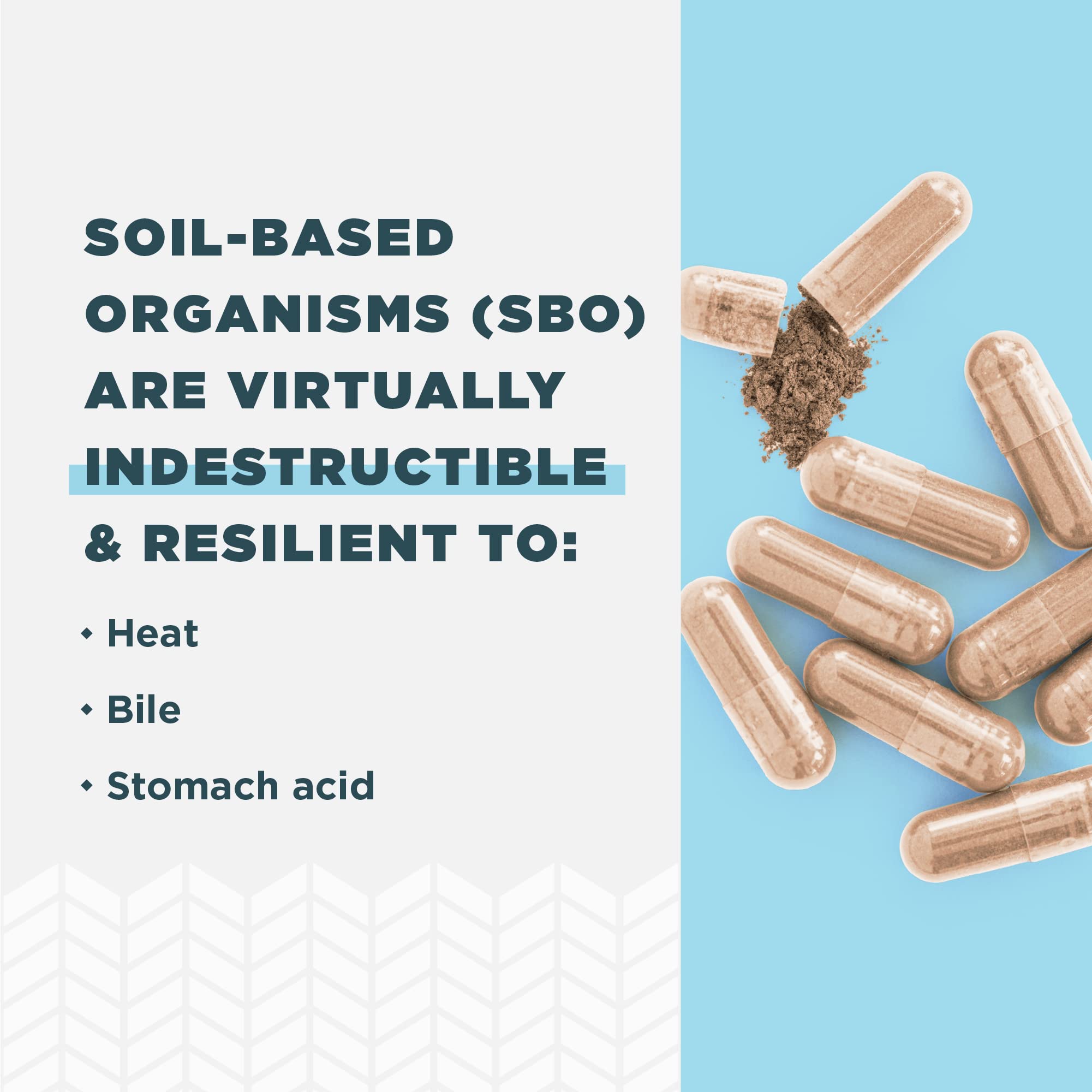 Ancient Nutrition Probiotics for Women, Once Daily Women's Probiotics 30ct, Digestive Support and Reduces Occasional Bloating, Made with Chaste Tree Berry and Amla Berry, 25 Billion CFUs* - Image 6