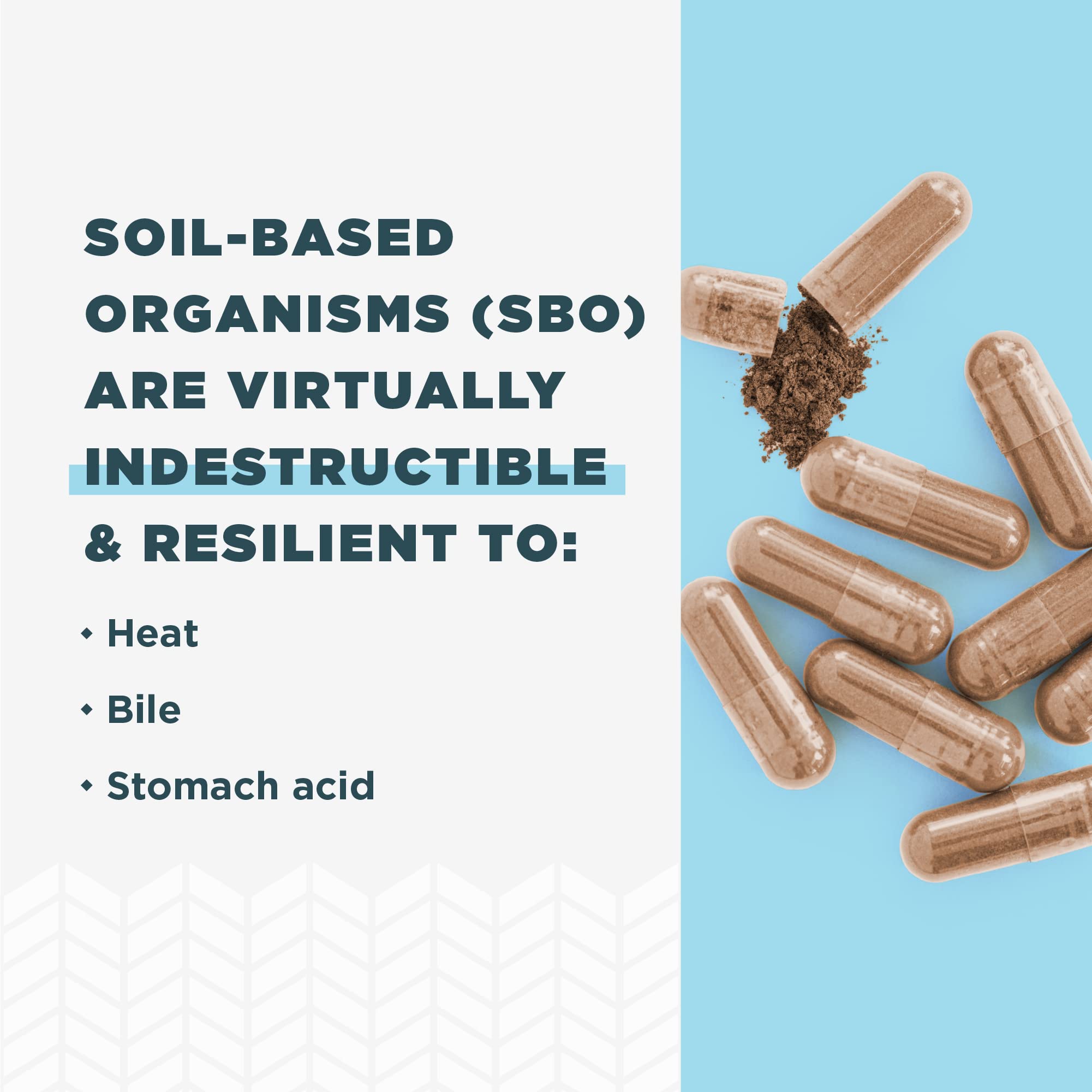 Ancient Nutrition Probiotics for Women, SBO Probiotics Women's 60ct, Digestive and Immune Support, Bloating Relief for Women, Gluten Free, Superfoods Blend, 25 Billion CFUs* - Image 4