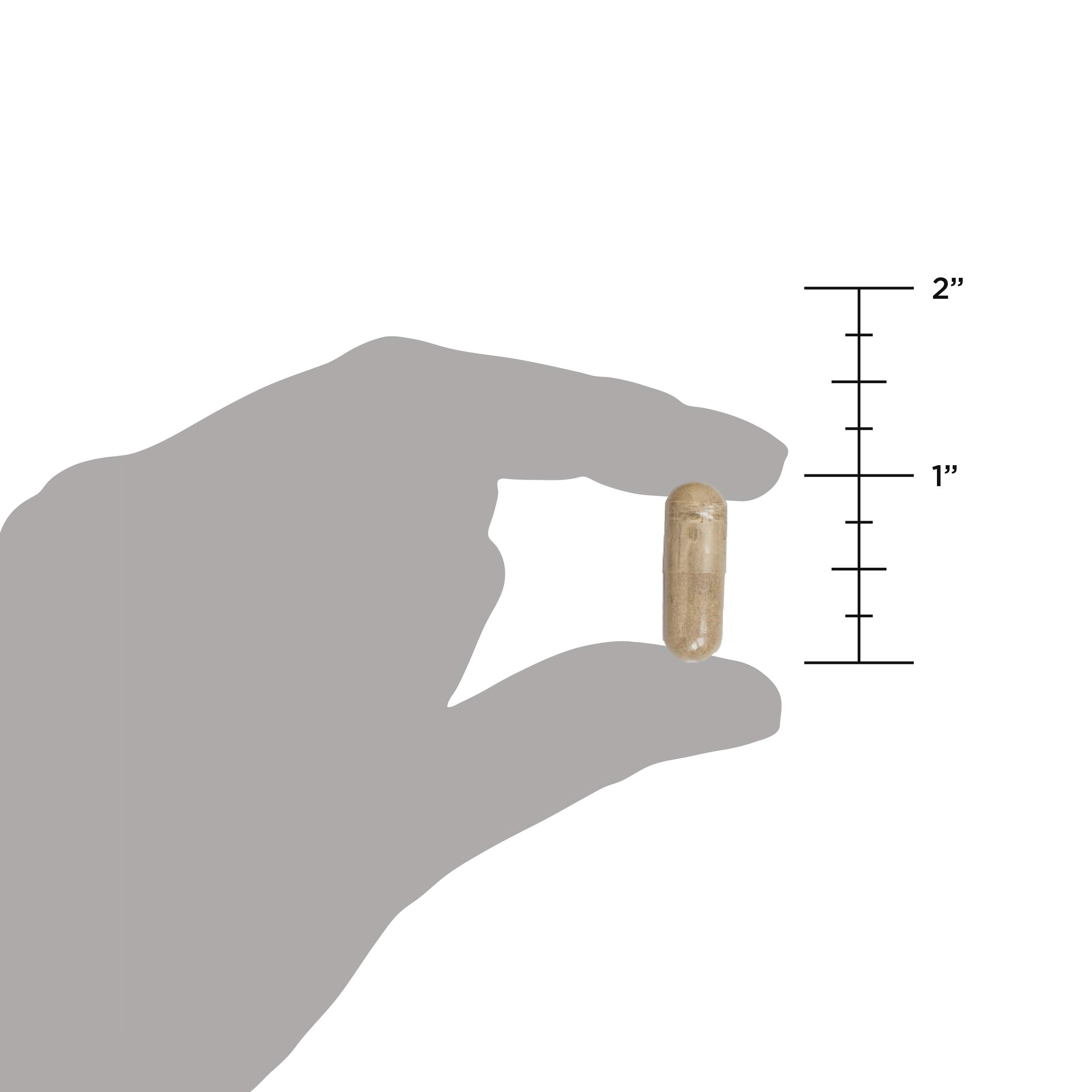 Ancient Nutrition Probiotics, Probiotics Ultimate 100 Billion CFUs*/Serving, Digestive and Immune Support, Gluten Free, Ancient Superfoods Blend, 60 Capsules - Image 6